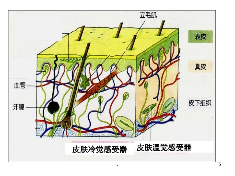 高中生物必修三第二章第三节PowerPoint演示文稿_第5页