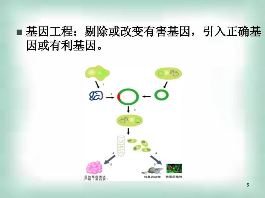 实验1-大肠杆菌的培养与分离PPT_第5页