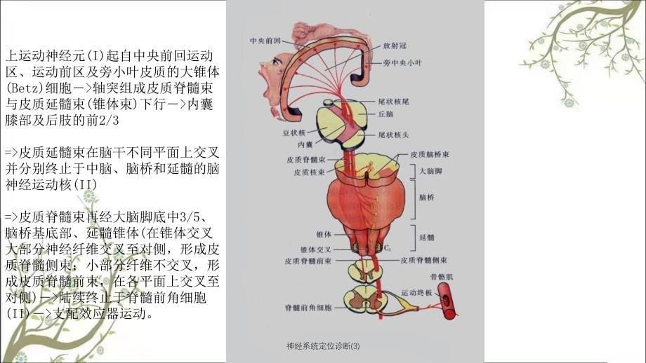 神经系统定位诊断3_第5页