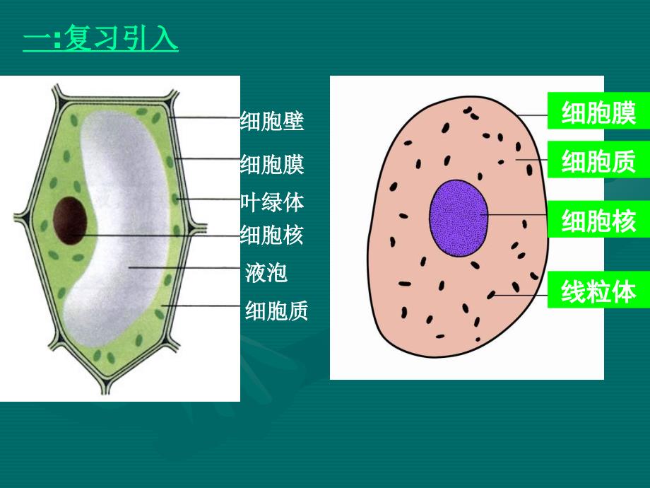 细胞的分裂和分化PPT_第2页