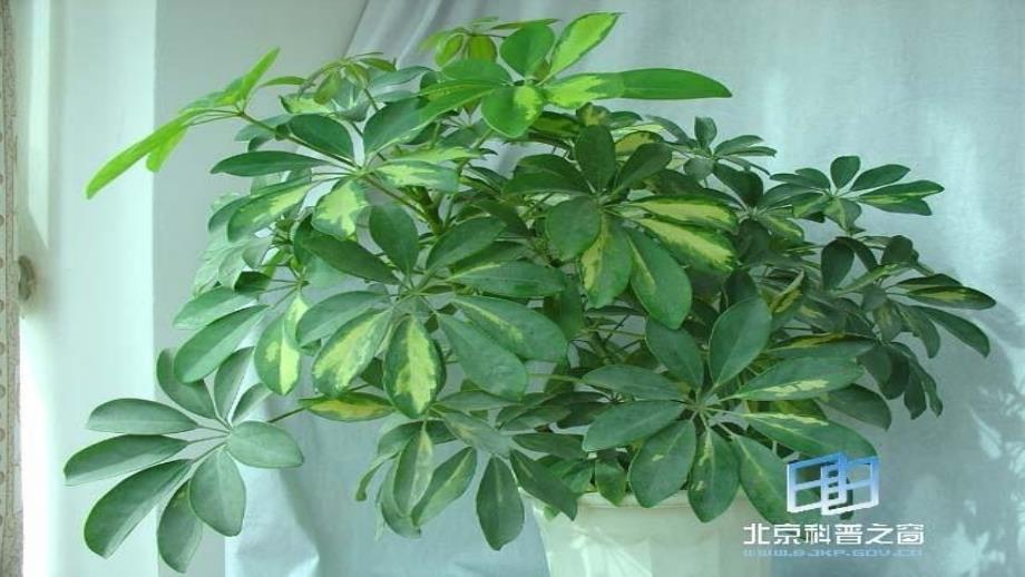 植物角里的科学问5题_第3页