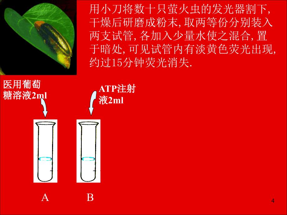 细胞的能量通货--ATP_第4页