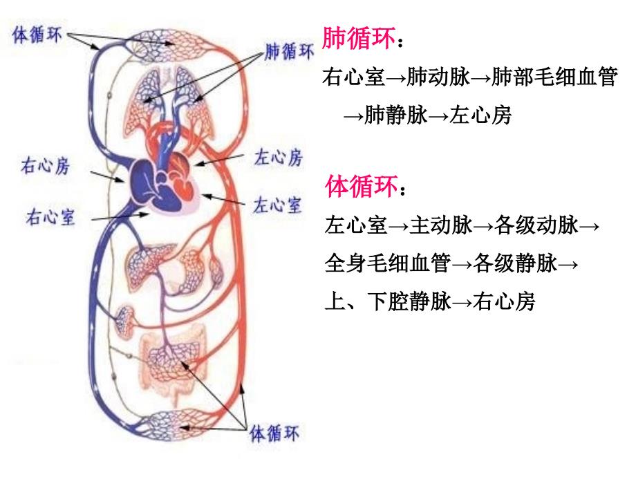 生物七年级下册_第四、血循环五章排泄_第3页