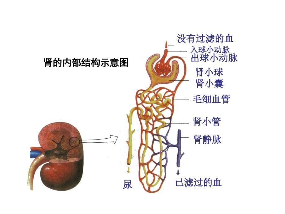 生物七年级下册_第四、血循环五章排泄_第5页