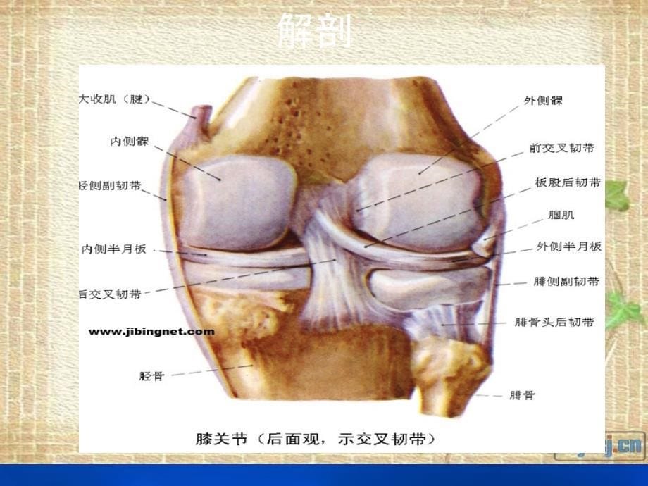 膝关节镜护理查房ppt课件_第5页