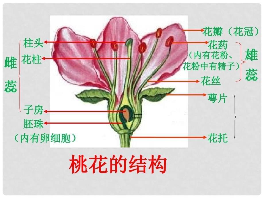 云南省中考生物试题研究 植物的生殖课件_第5页