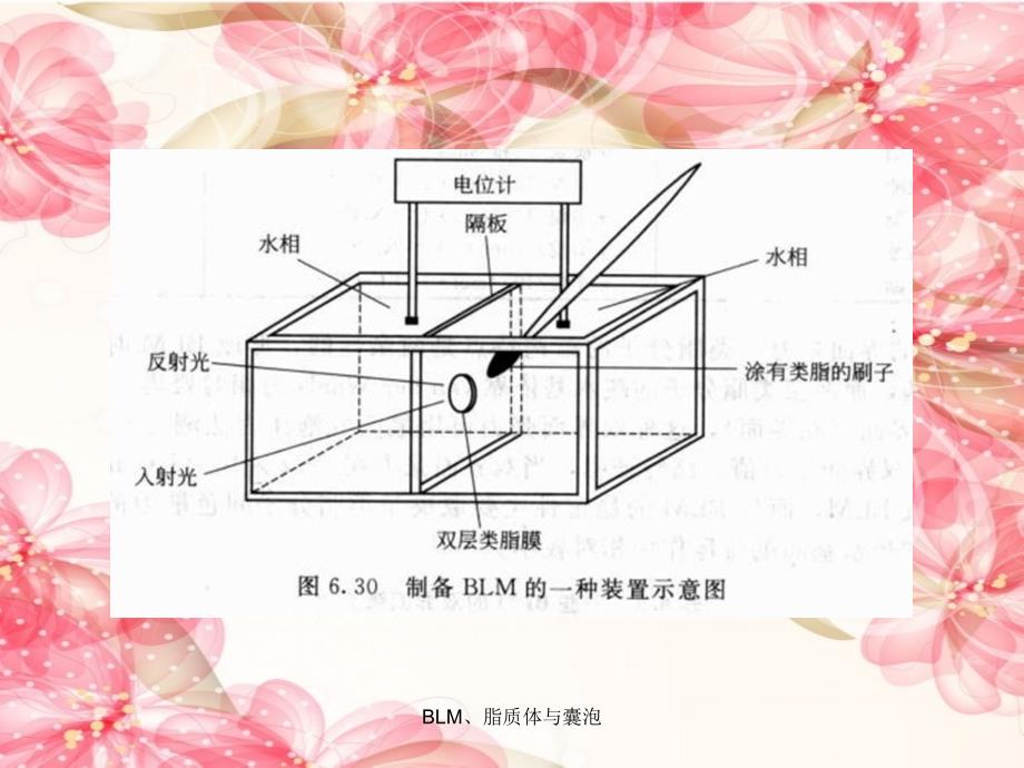 BLM脂质体与囊泡课件_第3页