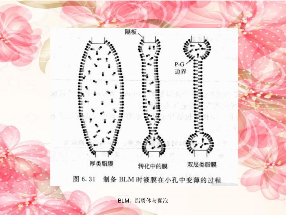 BLM脂质体与囊泡课件_第4页