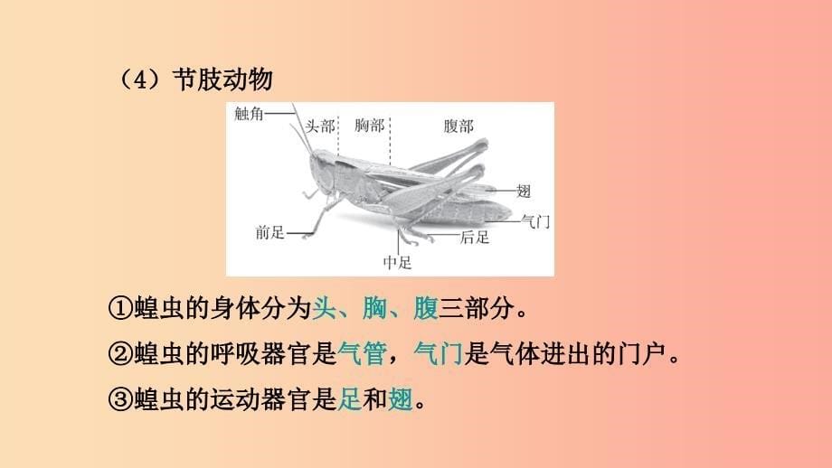 山东省2019年中考生物 主题复习四 生物圈中的动物课件 济南版.ppt_第5页