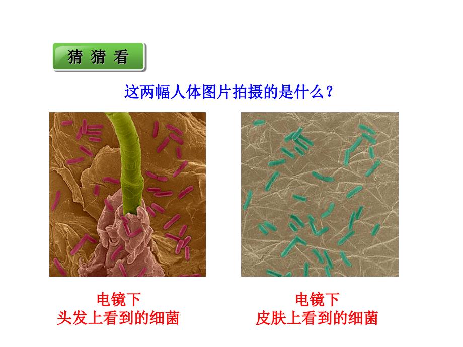 第四章　第2节《细菌》_第4页