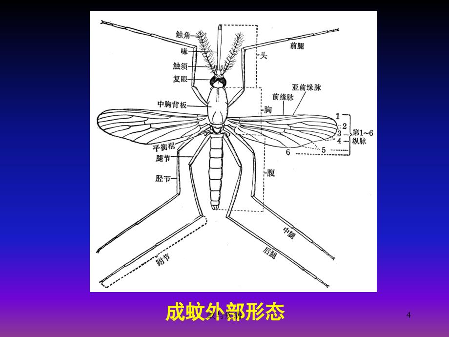 蚊与疾病课件_第4页