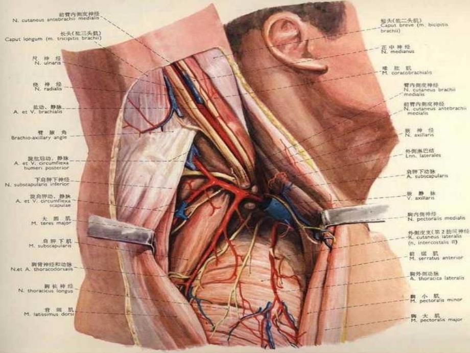 腋窝解剖及腋窝清扫_第2页