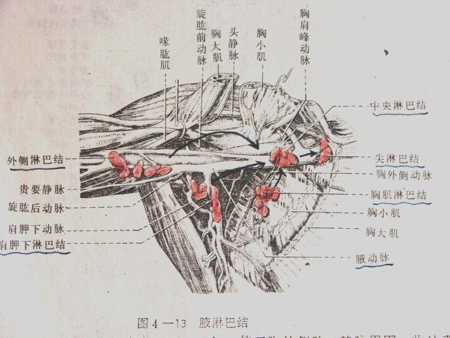 腋窝解剖及腋窝清扫_第4页