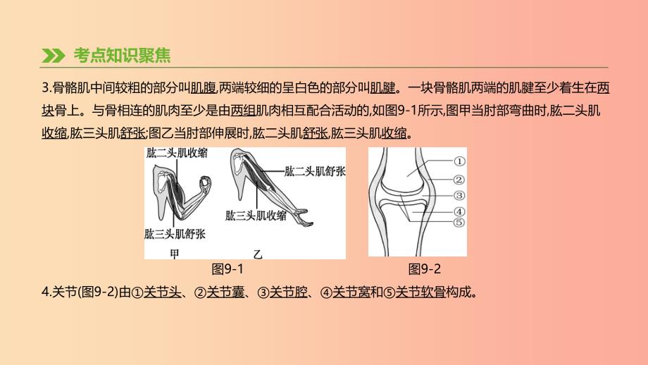 广东省2019年中考生物主题复习五动物的运动和行为第09课时动物的运动和行为课件.ppt_第4页