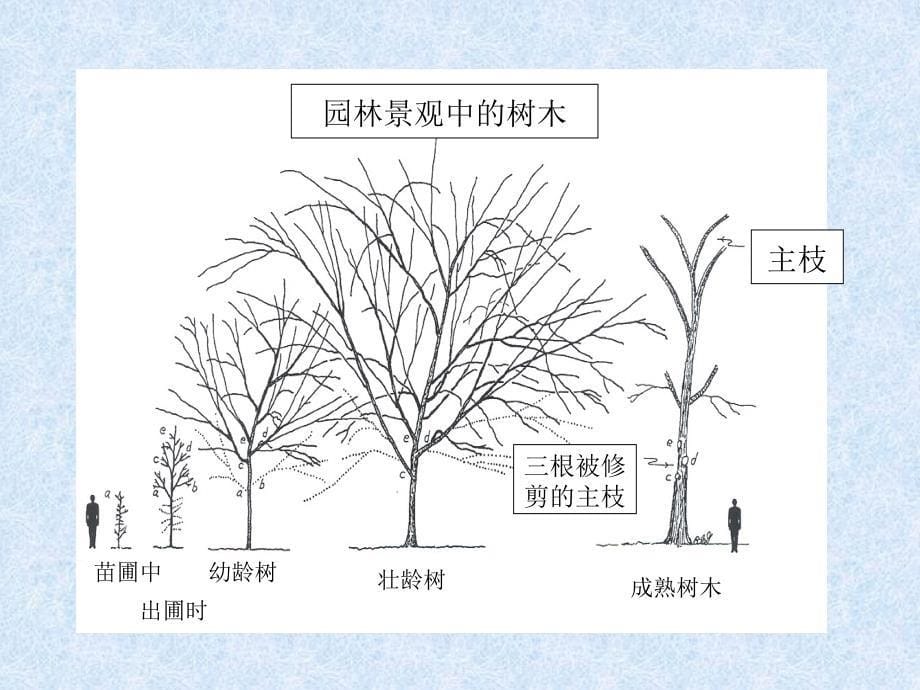 园林树木整形修剪_第5页