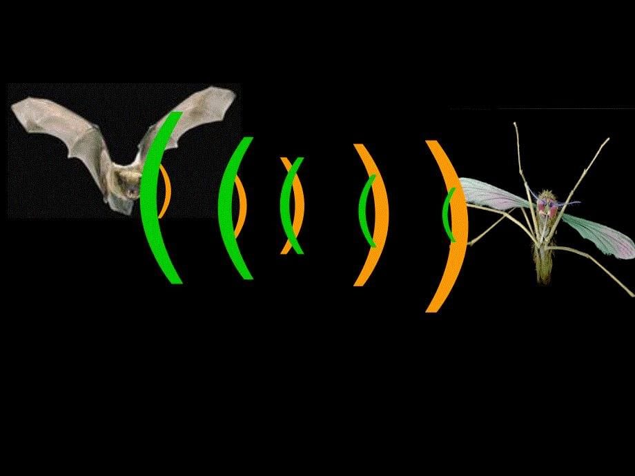 蝙蝠和雷达课件00_第5页