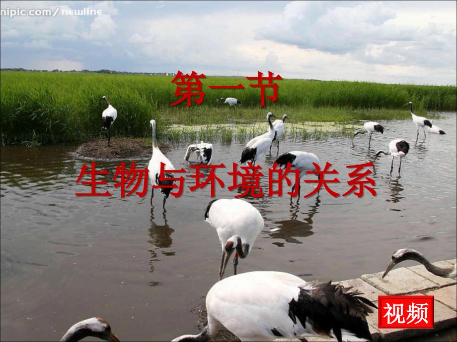 生物与环境的关系(第一课时).ppt_第4页