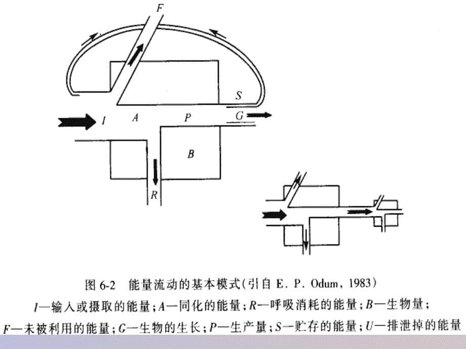 环境生态学教学第六章_第5页