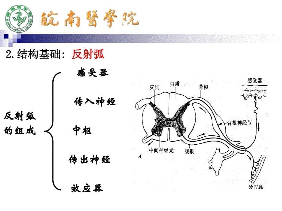 《基础医学概论》PPT课件.ppt_第5页