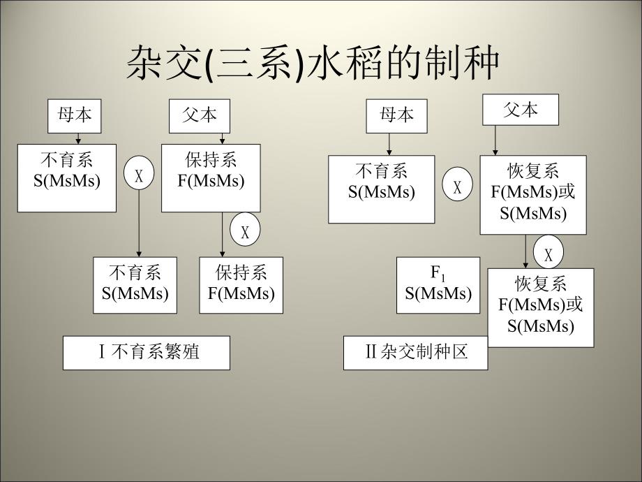 水稻基础知识_第4页