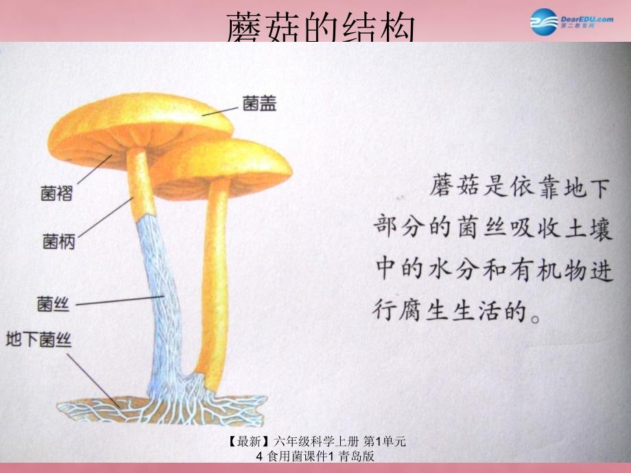 最新六年级科学上册第1单元4食用菌课件1青岛版_第3页