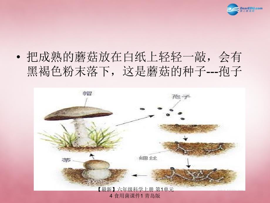 最新六年级科学上册第1单元4食用菌课件1青岛版_第4页