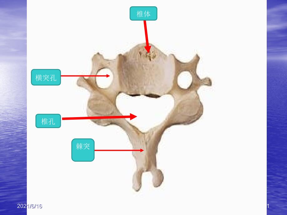 临床本科系统解剖学标本考试_第1页