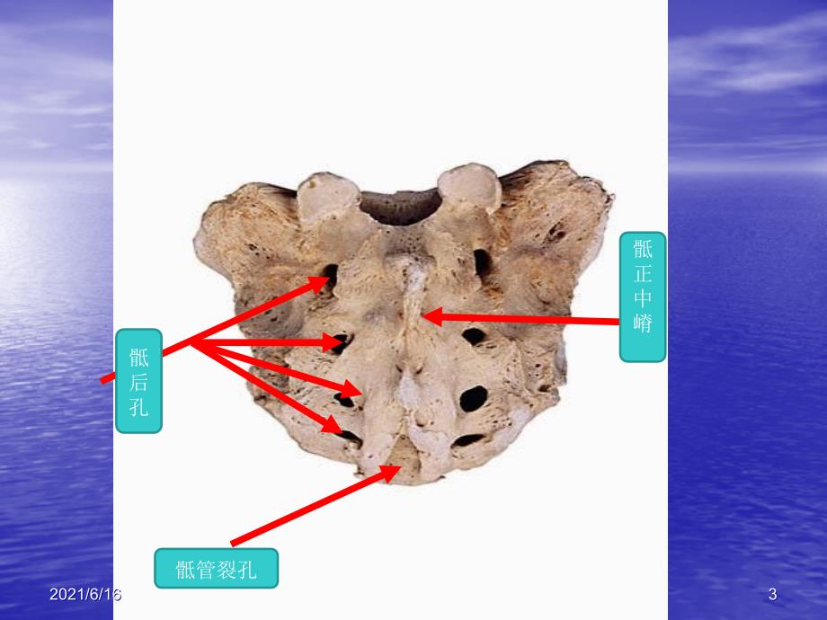 临床本科系统解剖学标本考试_第3页