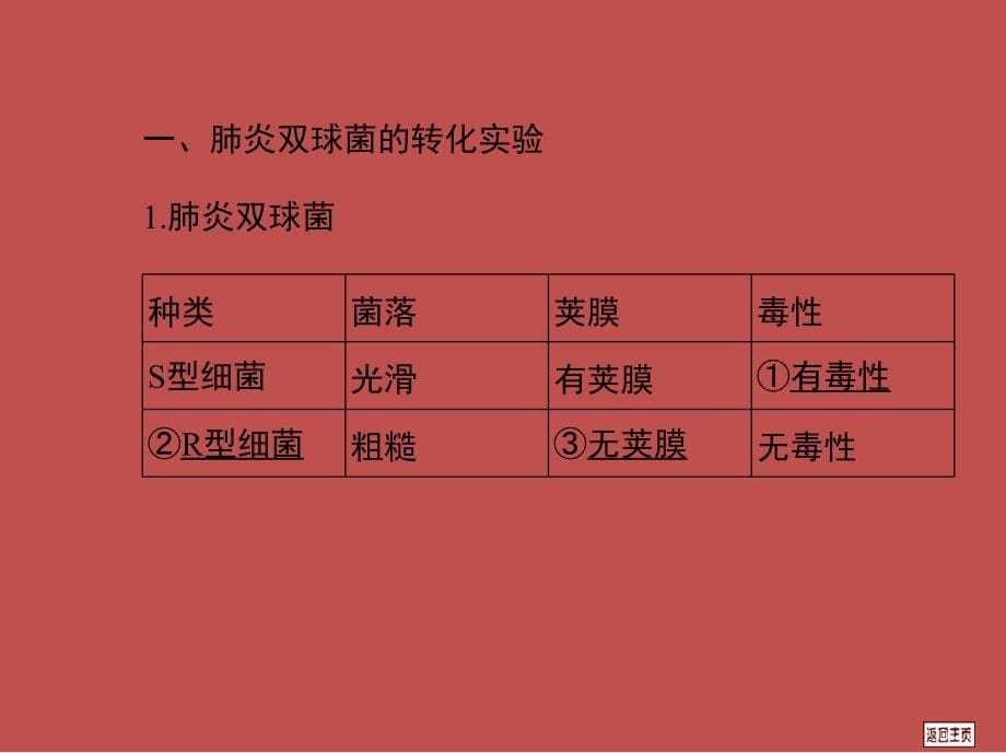 高三一轮复习61DNA是主要的遗传物质课件_第5页