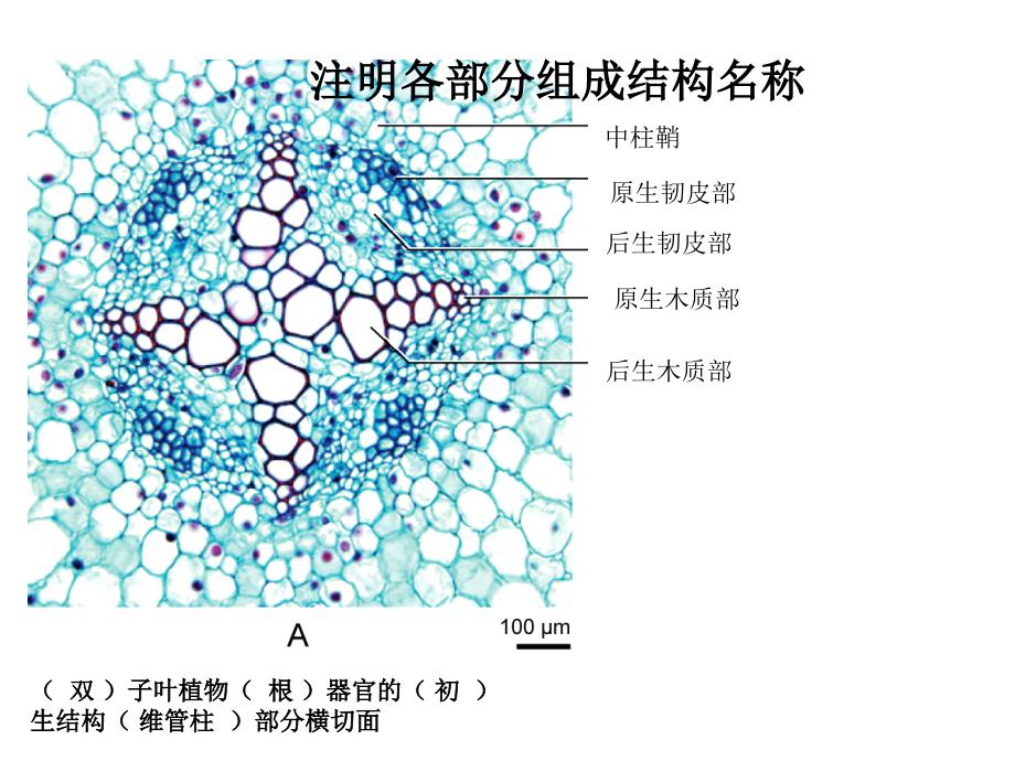 植物生物学第五章《根》作业_第3页