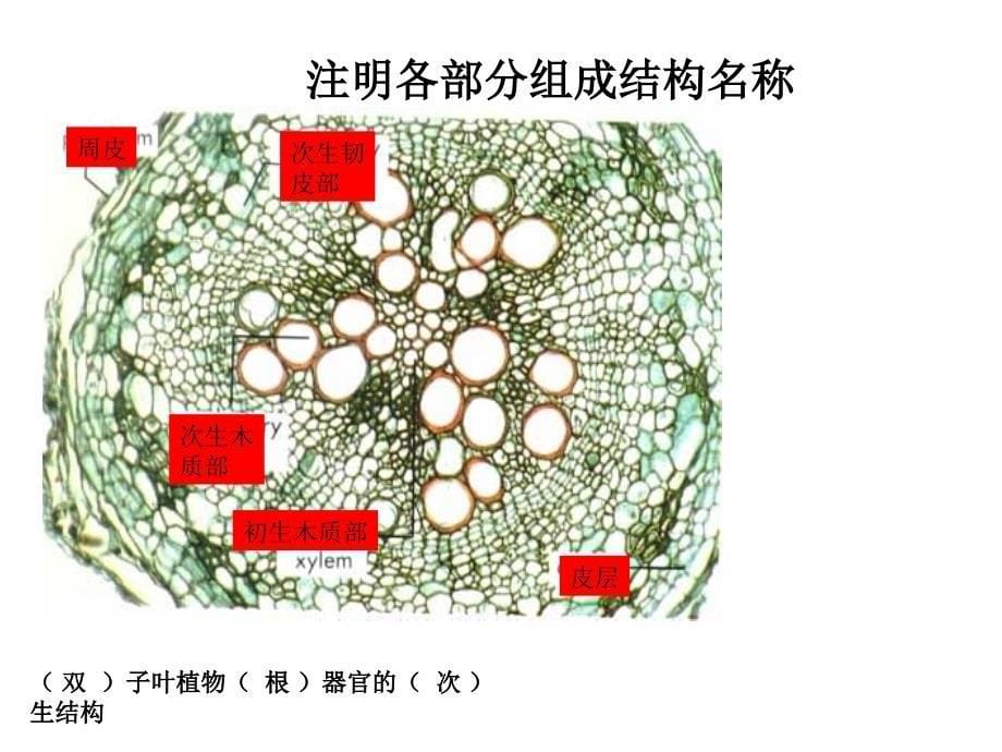 植物生物学第五章《根》作业_第5页