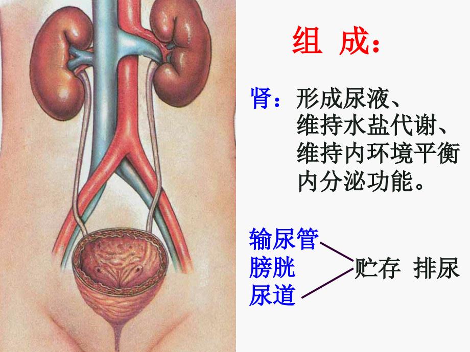 组织学与胚胎学课件：17泌尿系统_第2页