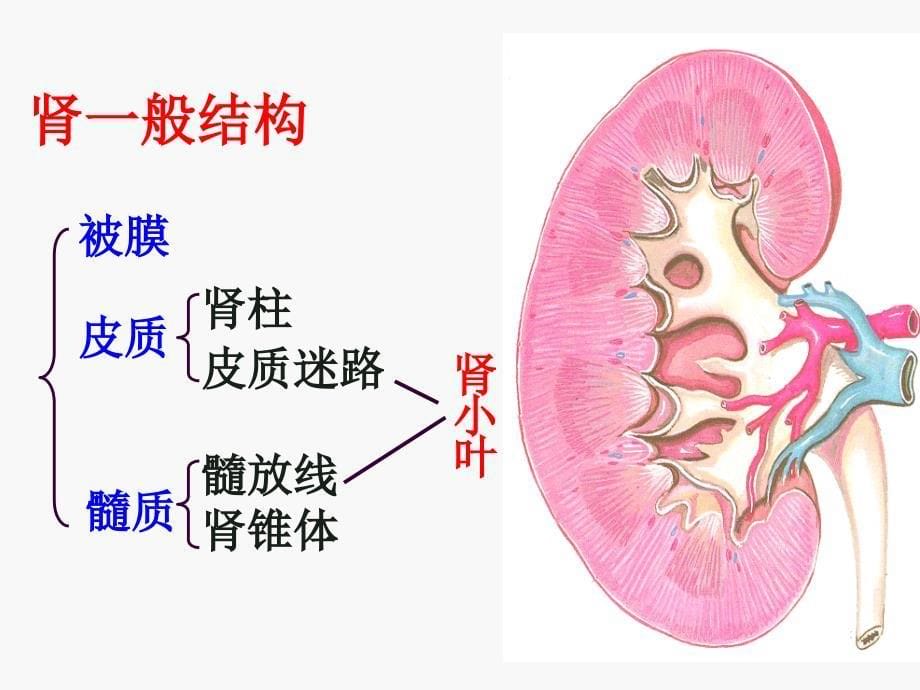 组织学与胚胎学课件：17泌尿系统_第5页