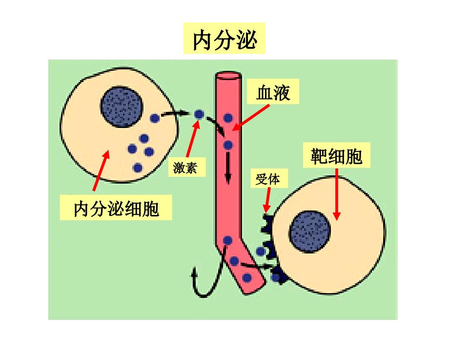 8细胞信号转导66文档资料_第4页