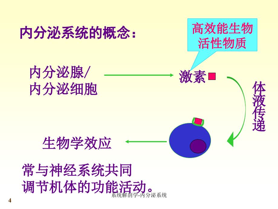 最新系统解剖学内分泌系统_第4页