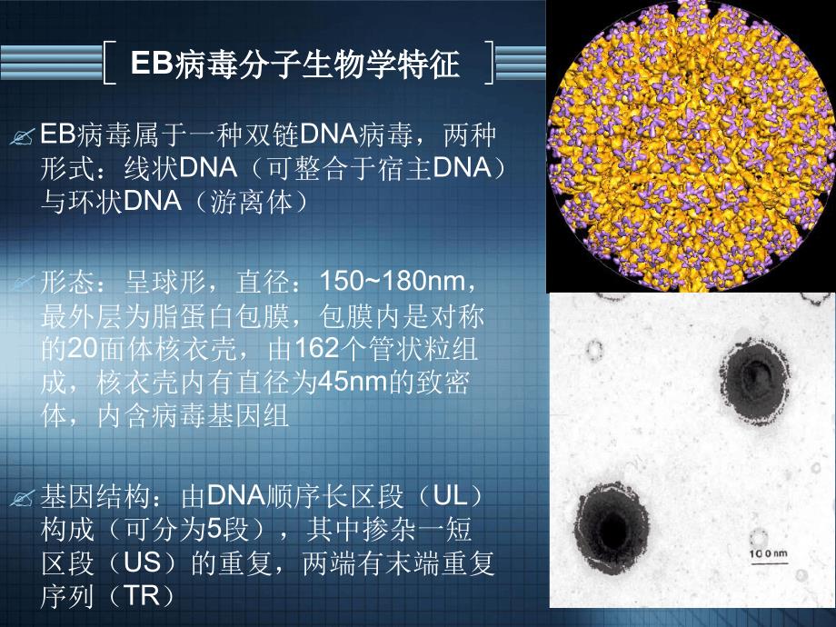 儿童EB病毒感染研究进展精讲_第3页