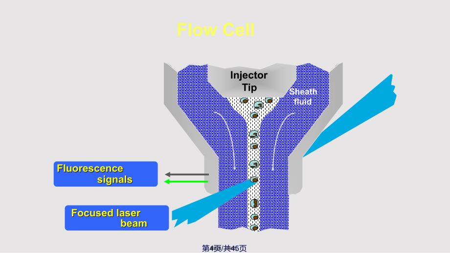 FCM流式细胞术检测原理及临床应用实用教案_第4页