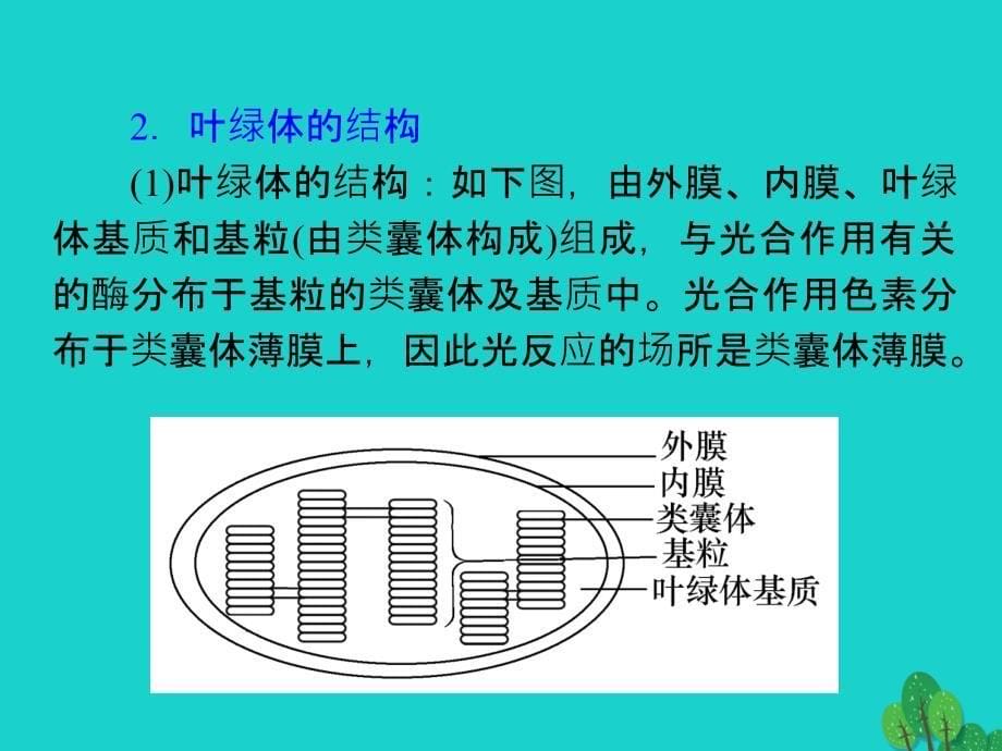 生物第12讲 能量之源——光与光合作用（必修1）_第5页
