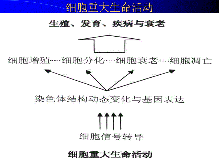 人体组织学与解剖学参考PPT_第2页