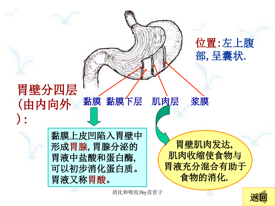 消化和吸收3by直营子课件_第4页