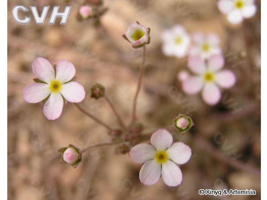 生物系100426校园植物识别课件_第3页