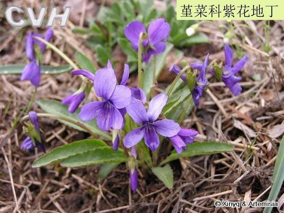 生物系100426校园植物识别课件_第5页