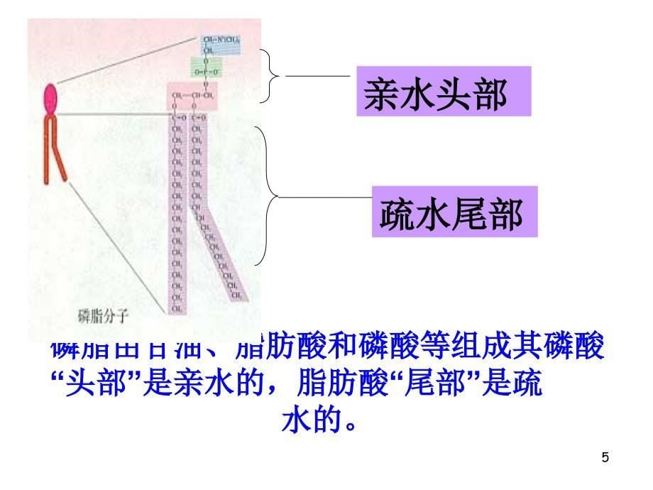 生物膜的流动镶嵌模型课件_第5页