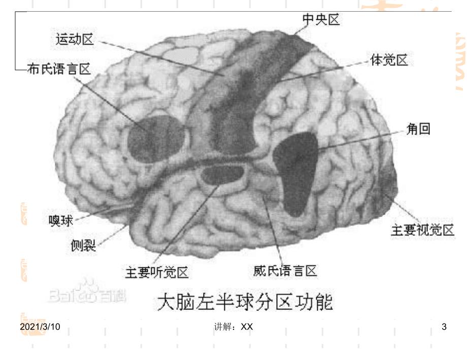 5.语言和大脑language-and-brain参考_第3页