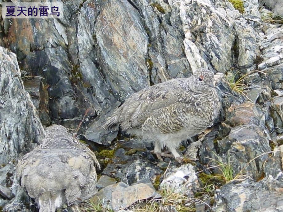 最新七年级生物上册生物对环境的适应和影响ppt_第4页