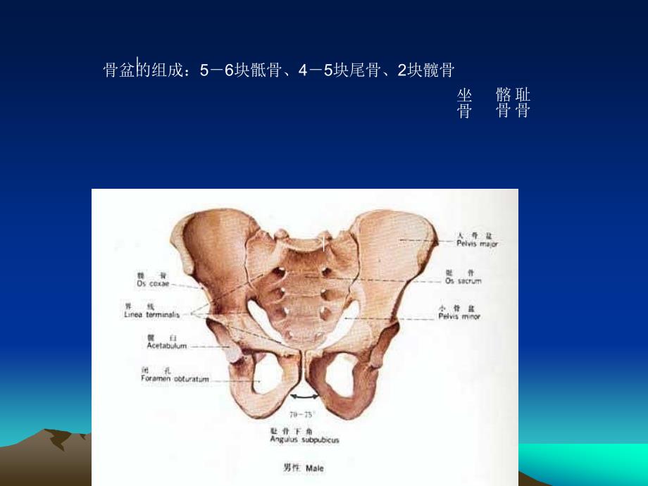 骨盆骨折患者护理课件_第4页