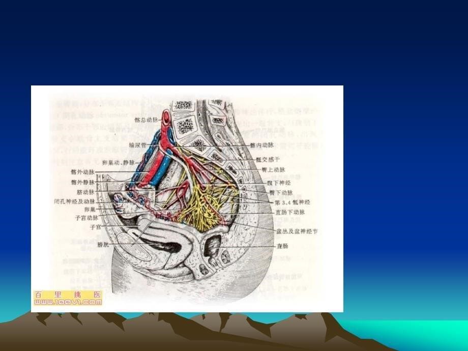 骨盆骨折患者护理课件_第5页