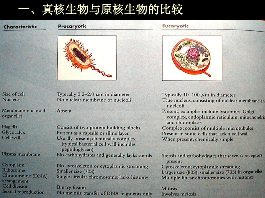 真和微生物PPT课件_第4页