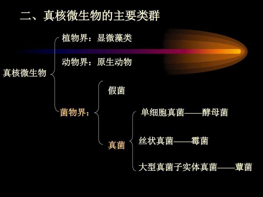 真和微生物PPT课件_第5页