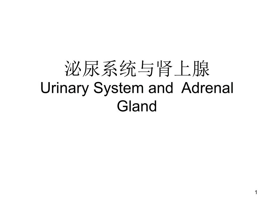 医学影像学课件：泌尿系统与肾上腺——七年制_第1页